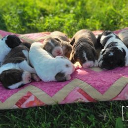 Aussiedoodles and Poodles from J&RAussiedoodles