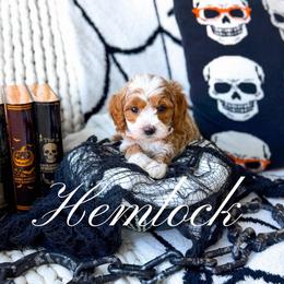 Hemlock - Red  male Goldendoodle puppy in Springville, Utah from Happy Doodle