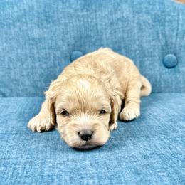 Coco - Apricot male Cavapoo puppy in Lancaster, Missouri from Cavapoo Acres