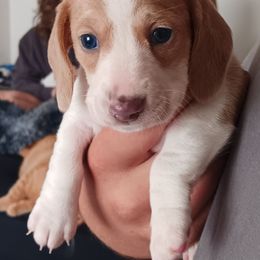 Blue based red dapple piebald girl - Piebald female Dachshund puppy in Springdale, Washington from TNT MINI DACHSHUNDS