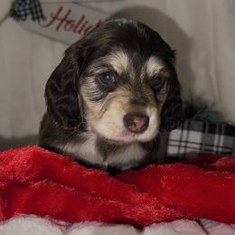 Charlie - Dachshund puppy from Farmhouse Dachshunds