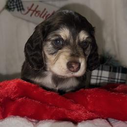 Charlie - Dachshund puppy from Farmhouse Dachshunds
