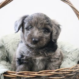 Belle - Blue merle female Aussiedoodle puppy in Missouri from Husky Hill Kennel
