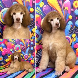 Grey Collar - Brown male Poodle puppy in Houma, Louisiana from Smart Azz Poodles