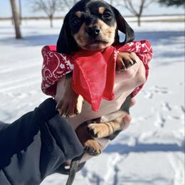 Hank - Black and cream male Dachshund puppy in Ackerly, Texas from Silver Dach Farms