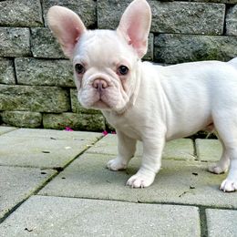 French Bulldog Puppies from The French Bulldog Company LLC