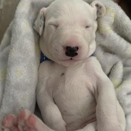 Navy - White and black male Dalmatian puppy in Hastings, Florida from Love My Spotty Dalmatians