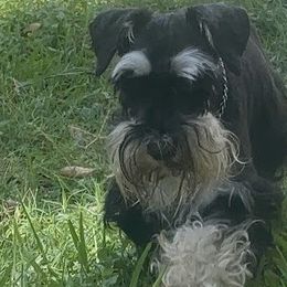 Miniature Schnauzers from Ana's Black & Silver Schnauzers