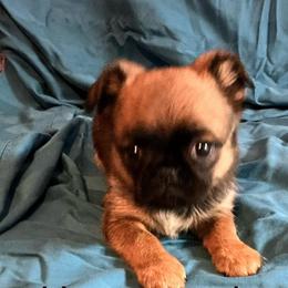 Cleo - Red female Brussels Griffon puppy in Dawson Springs, Kentucky from Precious Paws and Galafrey