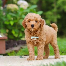 Boy 5 - male Goldendoodle puppy in Applecreek, Ohio from Pleasant Acre Farms