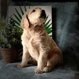 Goldendoodles from Orange Blossom Doodles