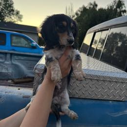 Hugh - Piebald male Dachshund puppy in Enoch, Utah from Juniper Ridge Dachshunds