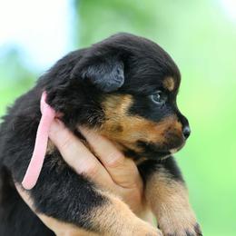 Pink puppy - Black and mahogany female Rottweiler puppy in Michie, Tennessee from Schone Rasse Rottweilers
