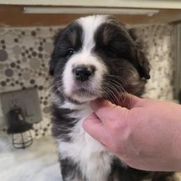 Pecan - Black tri-color female Australian Shepherd puppy in Albany, Oregon from Red Cloud Australian Shepherds and DeGray Great Danes & Bulldogs