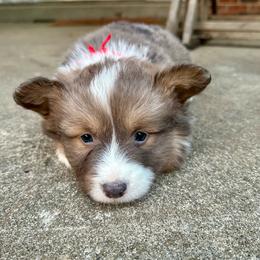 Red Collar Boy Garnett - White and red male Pembroke Welsh Corgi puppy in Paris, Kentucky from Flat Run Corgis
