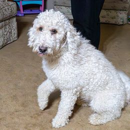 Sunny - Goldendoodle