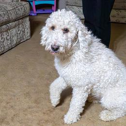 Sunny - Goldendoodle