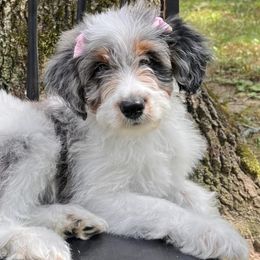 Aussiedoodles from LK Aussiedoodles