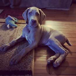 Weimaraner Puppies from Always Faithful Weimaraners