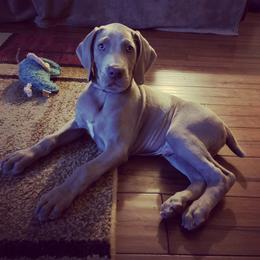 Weimaraner Puppies from Always Faithful Weimaraners
