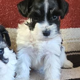 Sadie - Parti female Miniature Schnauzer puppy in Ferndale, Washington from Blackhorse Schnauzers Washington state