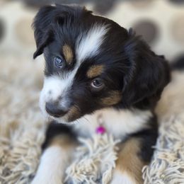 Cherise - Black tri female Miniature Australian Shepherd puppy in Pittsburg, California from Delta Minis