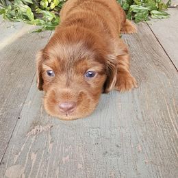 Lightning - Dapple male Dachshund puppy in Franklin, West Virginia from Long Mountain Long Dogs