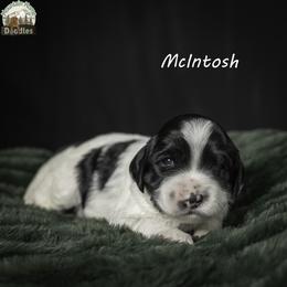 McIntosh aka Mac - Black male Australian Labradoodle puppy in Cashmere, Washington from Mountain Home Doodles
