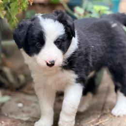 Lilly - Black and white female Border Collie puppy in Lebanon, Oregon from Cahill’s Canines