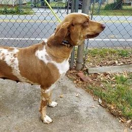 Grace - Catahoula Leopard Dog