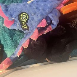 Newfoundland Puppies from Knallhart Kennels