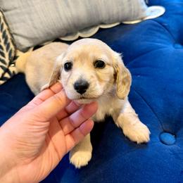 Biscotti - Cream female Dachshund puppy in Laurel, Maryland from Dainty Cream Doxies