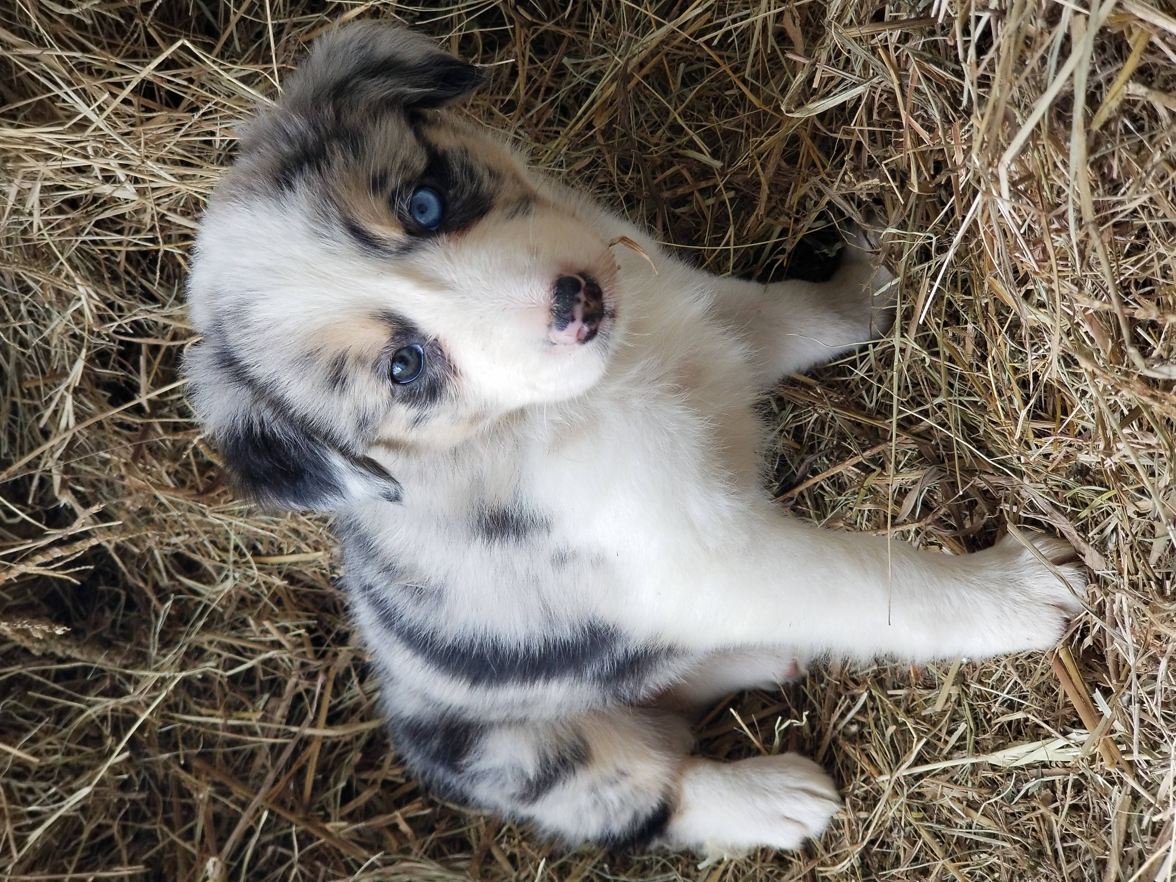 Border Collie Puppies from Bond Border Collies