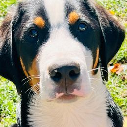Rugby boy - Black, white and red male Greater Swiss Mountain Dog puppy in Gainesville, Florida from Ambermoon Kooikerhondje Blackamber Greater Swiss Mountain Dogs