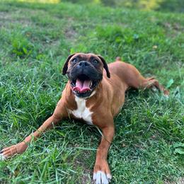 Zena - Boxer