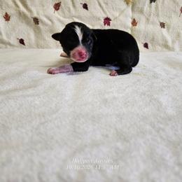 Waffle - Black tri male Toy Australian Shepherd puppy in Snowflake, Arizona from Halfpint Aussies