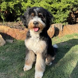 Posie - Bernedoodle
