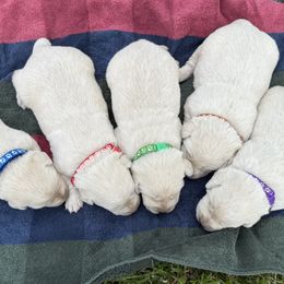 Boy 1 - Yellow male Labrador Retriever puppy in Harrison, Arkansas from Brandywine Labradors