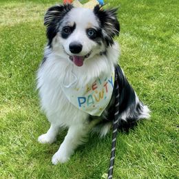Miniature Australian Shepherd and Toy Australian Shepherd Puppies from Loyal Litters Toy Australian Shepherds