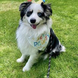 Miniature Australian Shepherd and Toy Australian Shepherd Puppies from Loyal Litters Toy Australian Shepherds