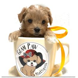 Teddy - Apricot male Maltipoo puppy in Spring, Texas from GlamPaw Maltipoos