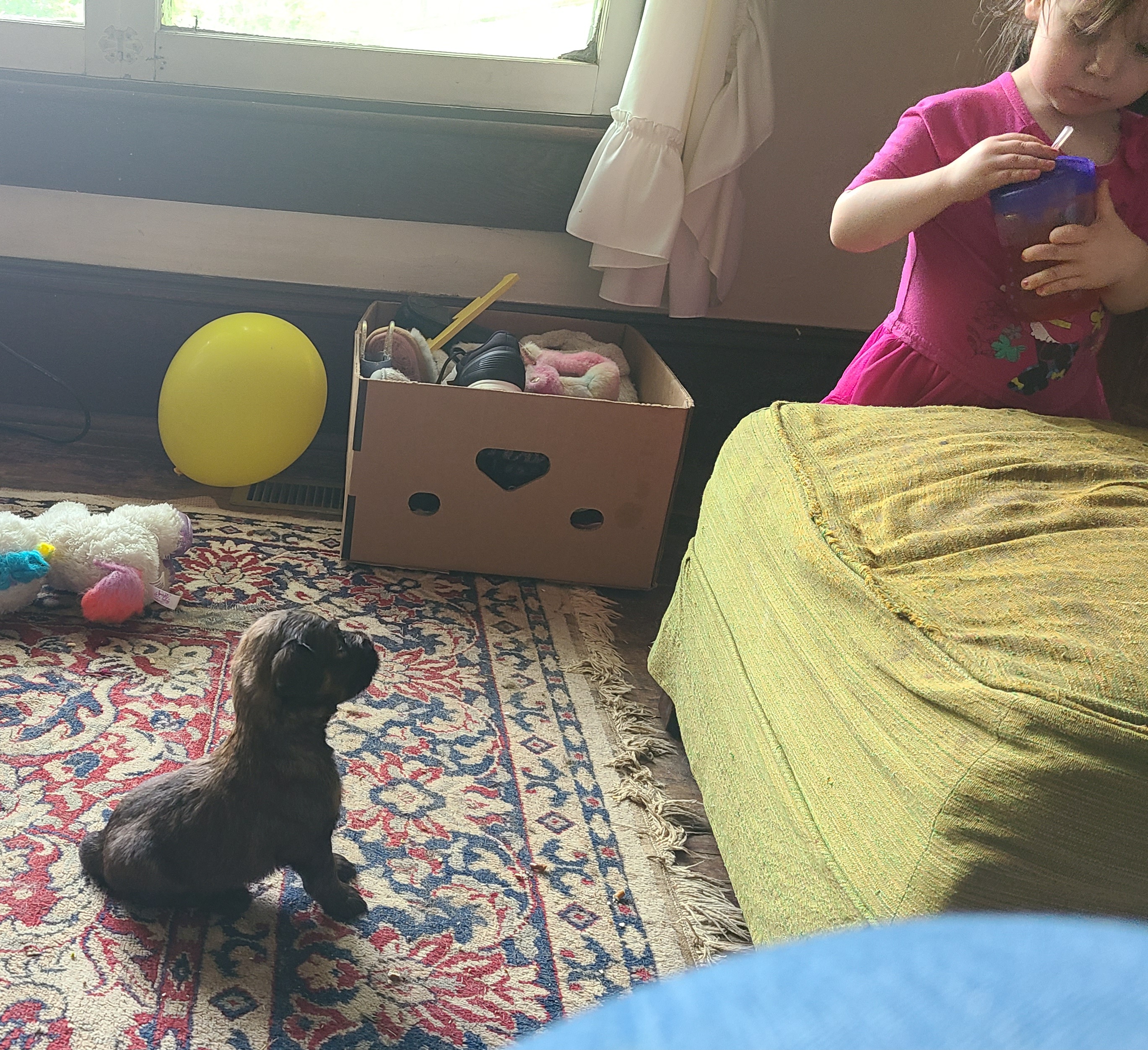 Boy 2 - Briard puppy in Frankford, West Virginia from Honey Bee Hill
