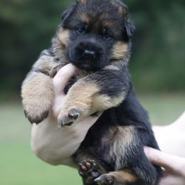 Emry - Black and red male German Shepherd puppy in Apex, North Carolina from Milestone GSDs