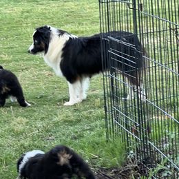 April - Toy Australian Shepherd