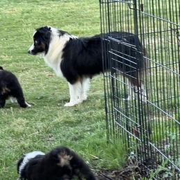 April - Toy Australian Shepherd