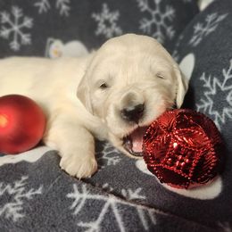 Arielle - Light golden female Golden Retriever puppy in Seymour, Missouri from High Road Golden Retrievers