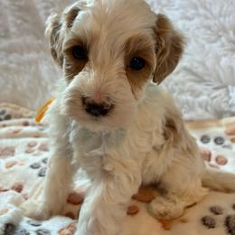 Happy - Brown and white male Cockapoo puppy in Adrian, Oregon from ApplebyFarm