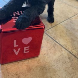 Goldendoodle Puppies from AZ Stickerdoodles