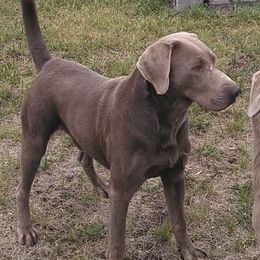 Spike - Dilute Retriever