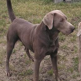 Spike - Dilute Retriever